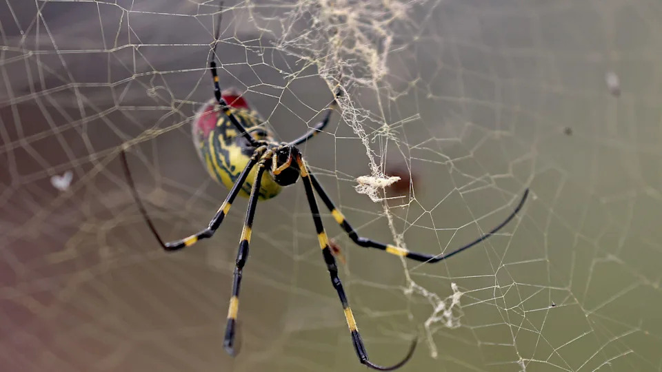 Spotted a Joro Spider? How To Identify, Report, and Stay Safe