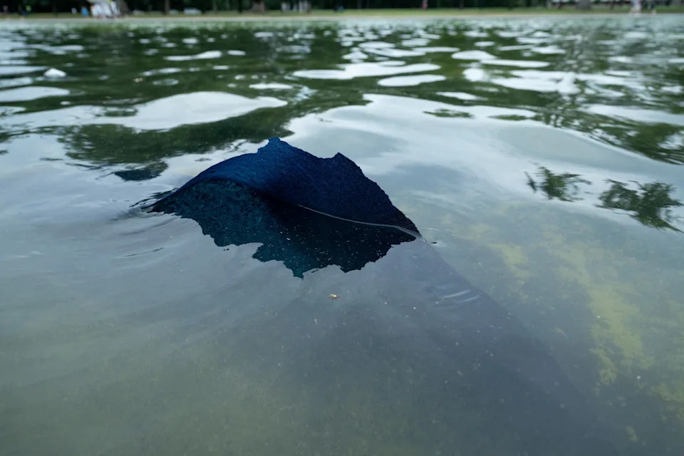 Trump’s Late-Night AI Post Backfires as Algae-Tinted Image References Lincoln Reflecting Pool