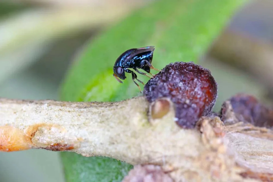 Pet Novih Vrsta Osa Otkriva Skriveni Biodiverzitet Kipra