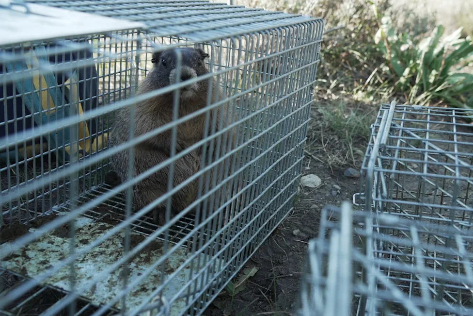 Pomaknite medvede: 'Fat Marmot Week' ističe marmote, gubitke i krizu finansiranja