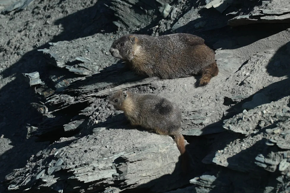 Pomaknite medvede: 'Fat Marmot Week' ističe marmote, gubitke i krizu finansiranja