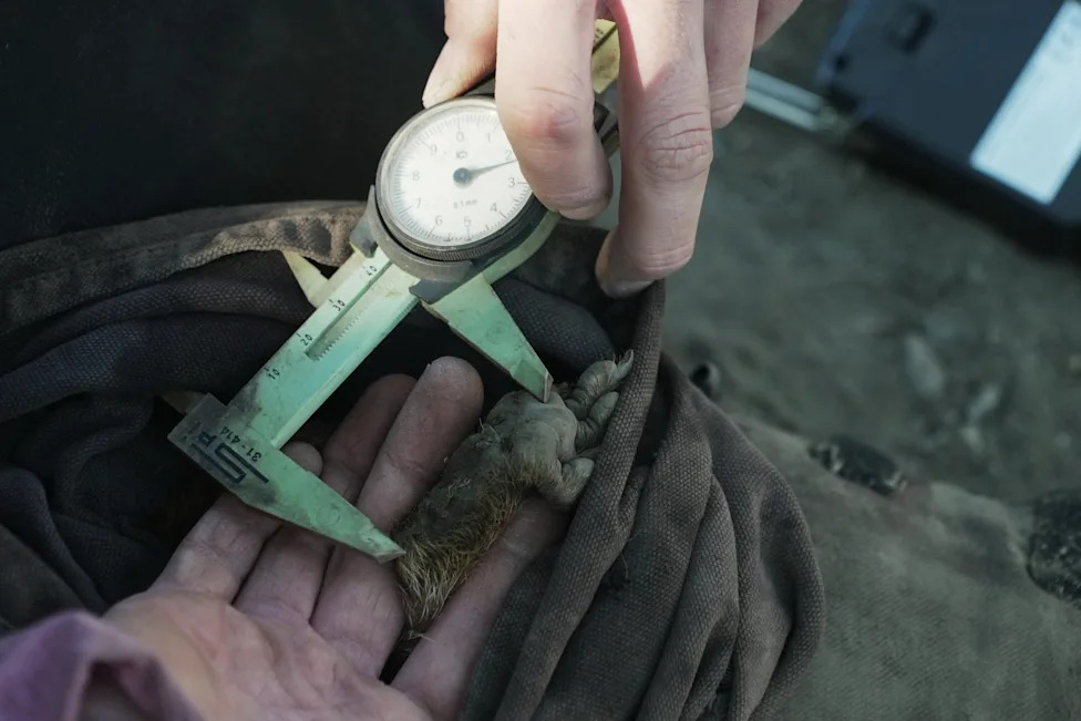 Pomaknite medvede: 'Fat Marmot Week' ističe marmote, gubitke i krizu finansiranja