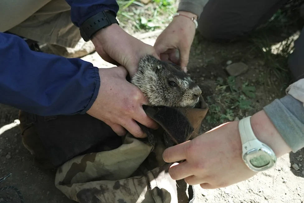 Pomaknite medvede: 'Fat Marmot Week' ističe marmote, gubitke i krizu finansiranja