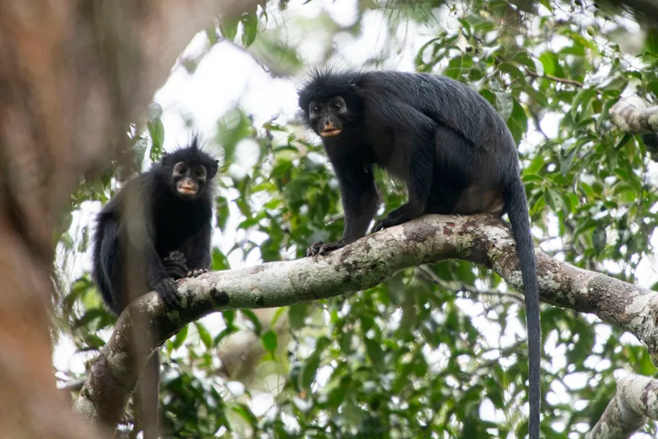Otkrivena Nova Vrsta Majmuna u Demokratskoj Republici Kongo — Colobus congoensis („Likweli“) Može Biti Ugrožena