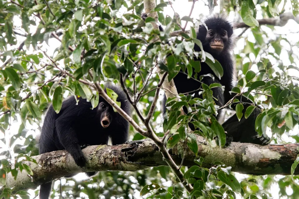 Otkrivena Nova Vrsta Majmuna u Demokratskoj Republici Kongo — Colobus congoensis („Likweli“) Može Biti Ugrožena