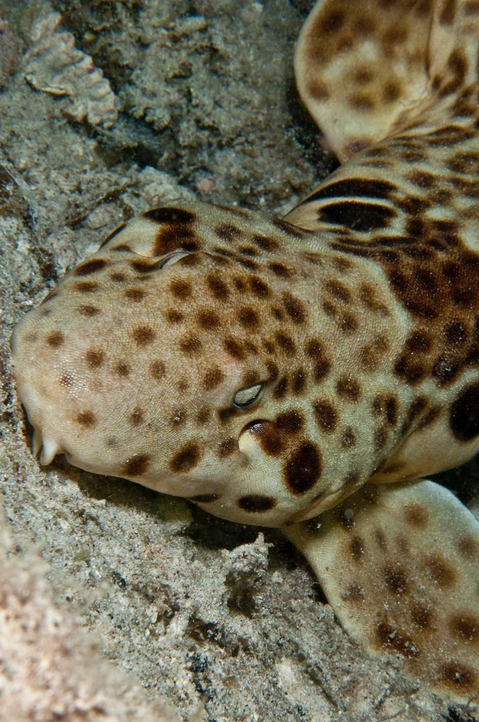 Raja Ampat: Retka „hodajuća“ ajkula gotovo ne napušta svoj dom, otkriva novo istraživanje