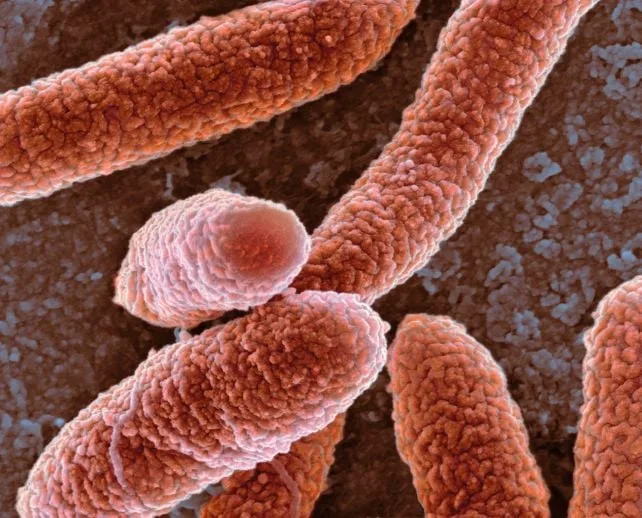 Bakterija Piše DNK Korišćenjem Proteina Kao Šablona — Neočekivana Evoluciona Trik