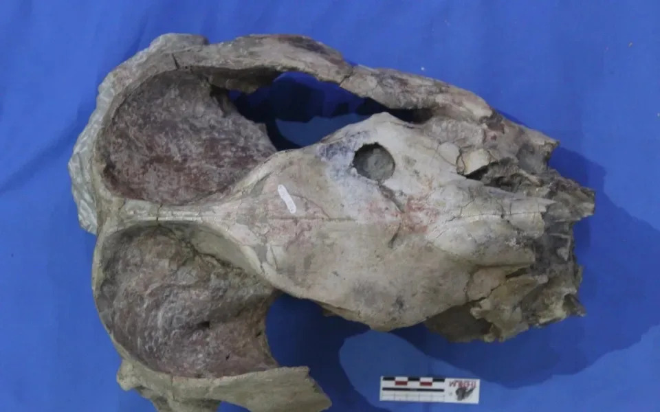 Drevni krokoid težak kao auto: Purussaurus neivensis — vrhunski predator miocena