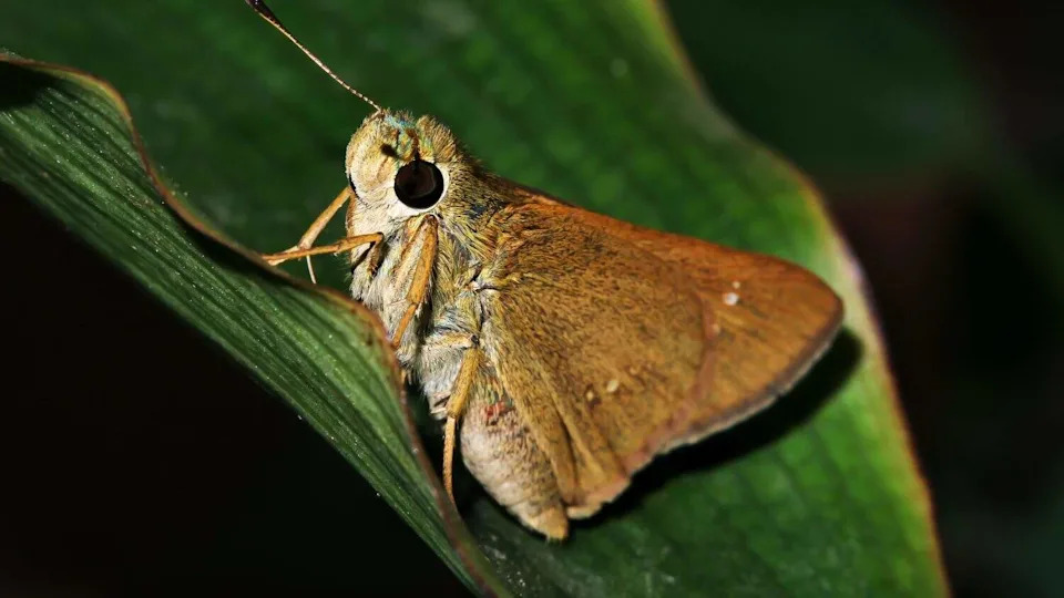 Poweshiek Skipperling Se Vraća: Leptir Koji Je 2022. Imao Manje Od 10 Jedinki Ponovo Naseljen