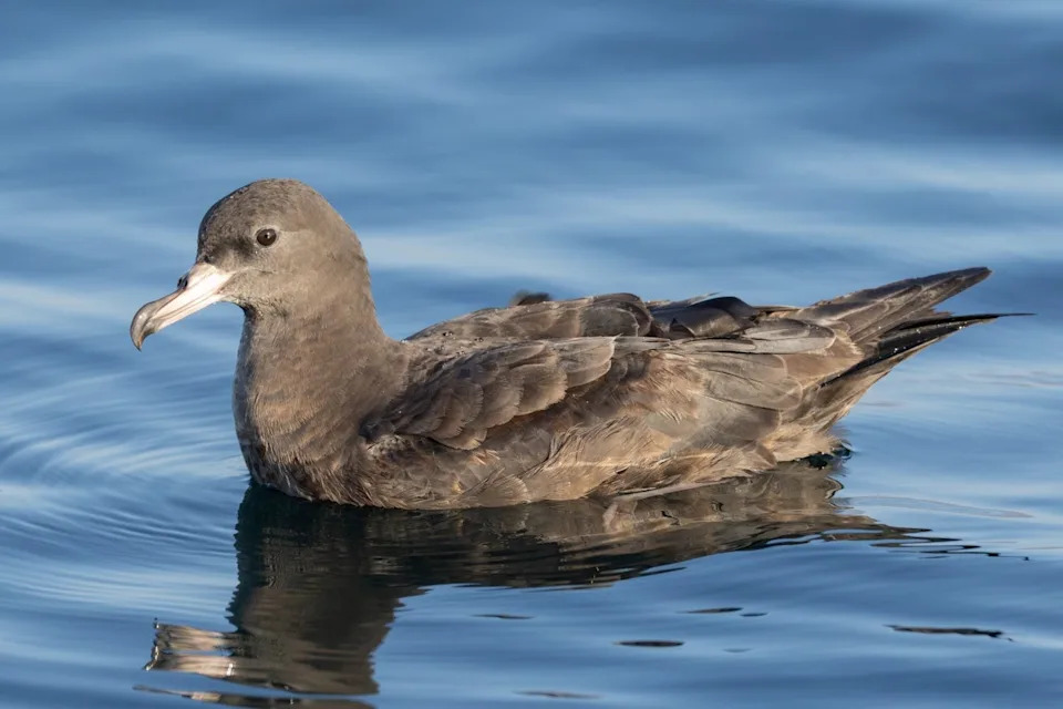 Roditelji Hrane Mladunce Plastikom — Plastika Uništava Koloniju Sable Shearwatera