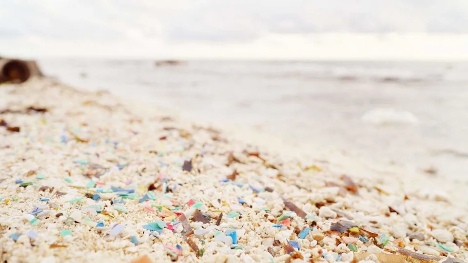 Roditelji Hrane Mladunce Plastikom — Plastika Uništava Koloniju Sable Shearwatera