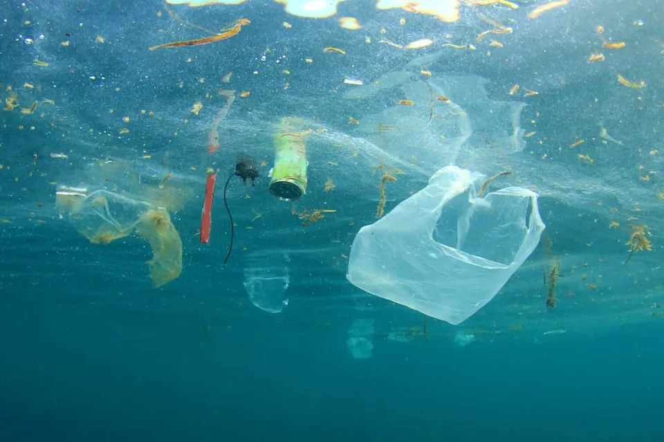 Roditelji Hrane Mladunce Plastikom — Plastika Uništava Koloniju Sable Shearwatera