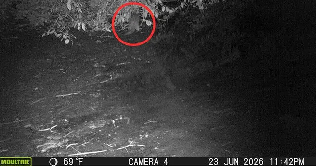 Rečna vidra se vratila u Bronx River posle ~100 godina — znak uspeha višedecenijske obnove