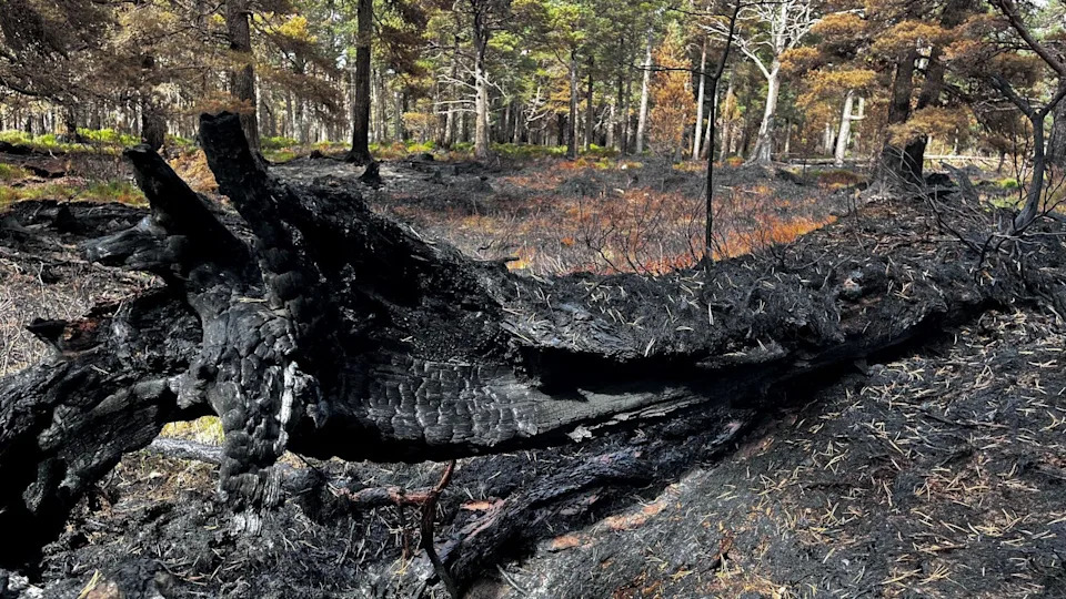 Posle katastrofalnog požara u Cairngormsima: Da li 'rewilding' zahteva jaču zaštitu od divljih požara?