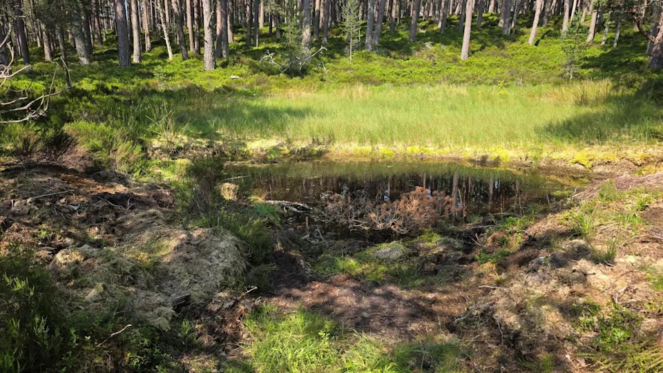 Posle katastrofalnog požara u Cairngormsima: Da li 'rewilding' zahteva jaču zaštitu od divljih požara?