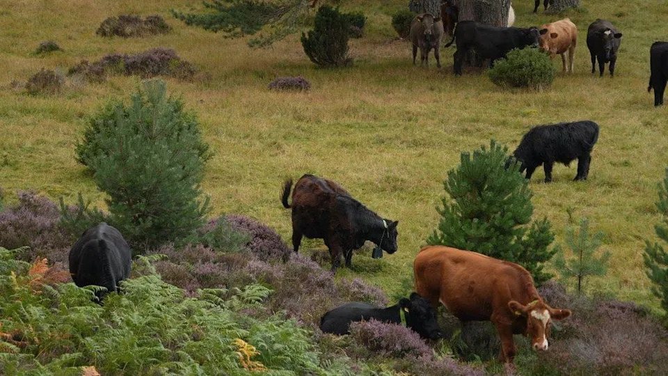 Posle katastrofalnog požara u Cairngormsima: Da li 'rewilding' zahteva jaču zaštitu od divljih požara?