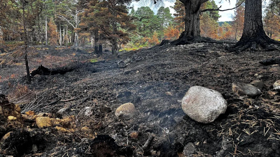 Posle katastrofalnog požara u Cairngormsima: Da li 'rewilding' zahteva jaču zaštitu od divljih požara?