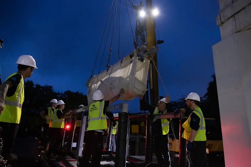 Velika relokacija: 30 beluga kitova iz Marineland Canada raspoređeno u pet akvarijuma