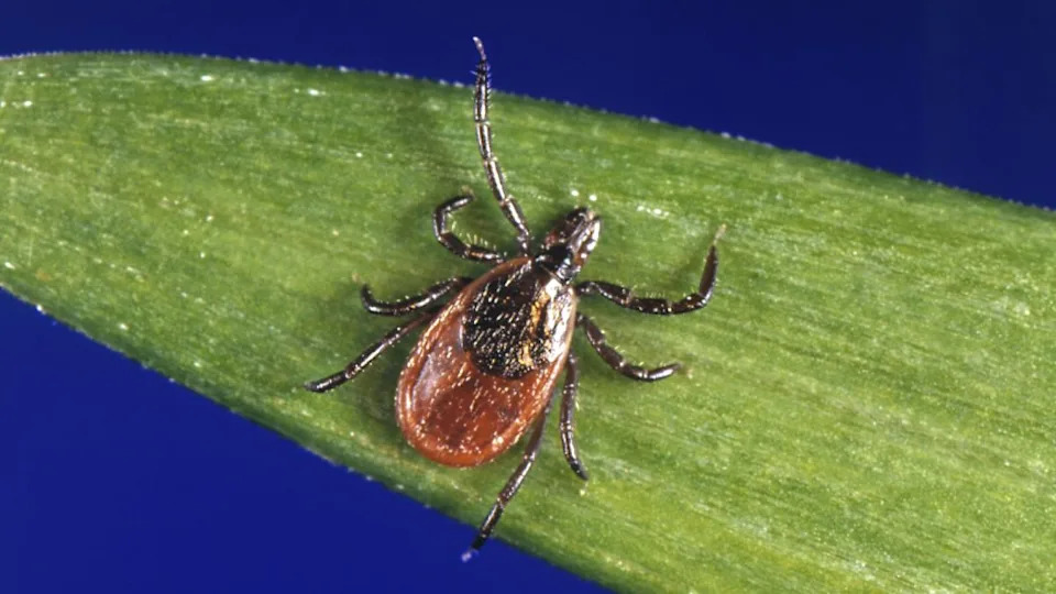 Maine je čekao vakcinu protiv Lyme — RFK Jr. osakatio odbor koji može blokirati njeno uvođenje