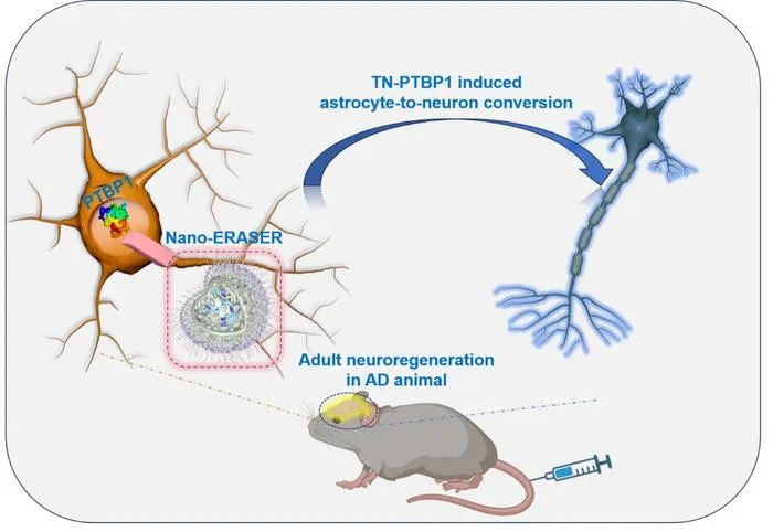 Gel 'Nano‑Eraser' Pretvara Astroce u Neurone — Potencijalni Pristup Za Lečenje Alchajmera
