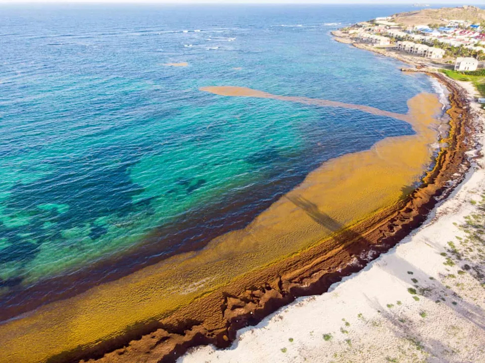 Pojas sargassuma dug 5.000 milja guši plaže Key Westa — uzroci, posledice i moguća rešenja