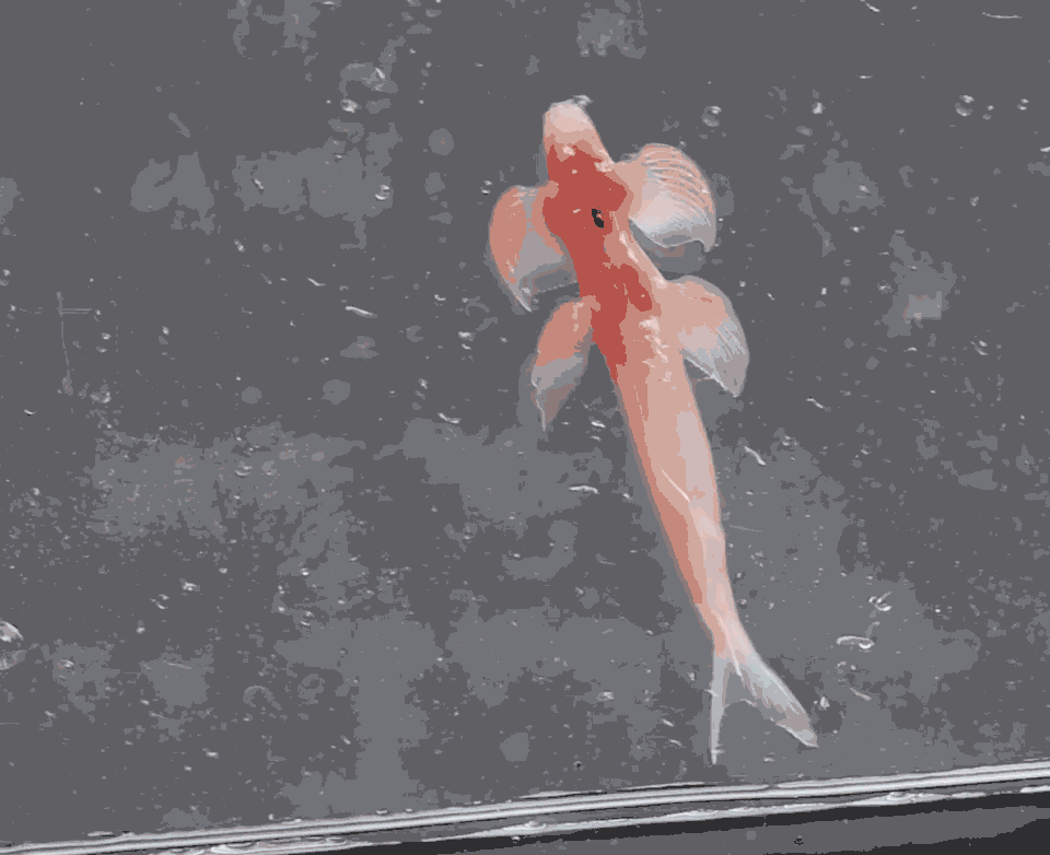 Vanzemaljski „moonwalk
