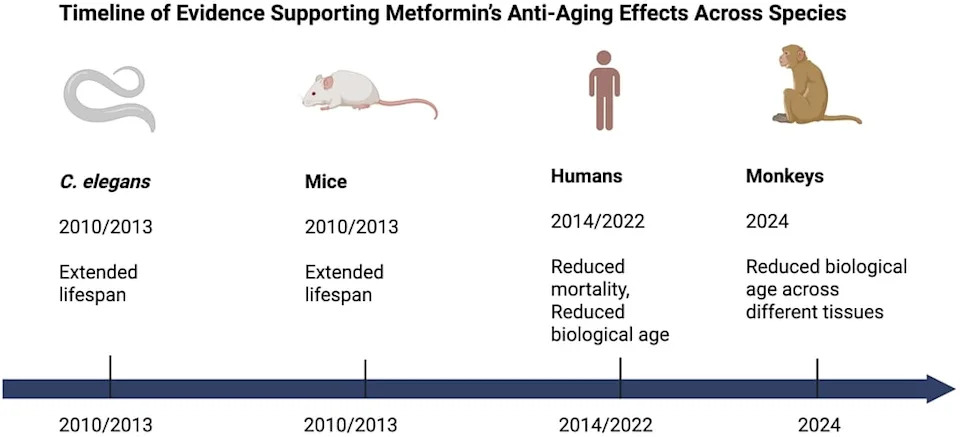 Metformin Kao Mogući 