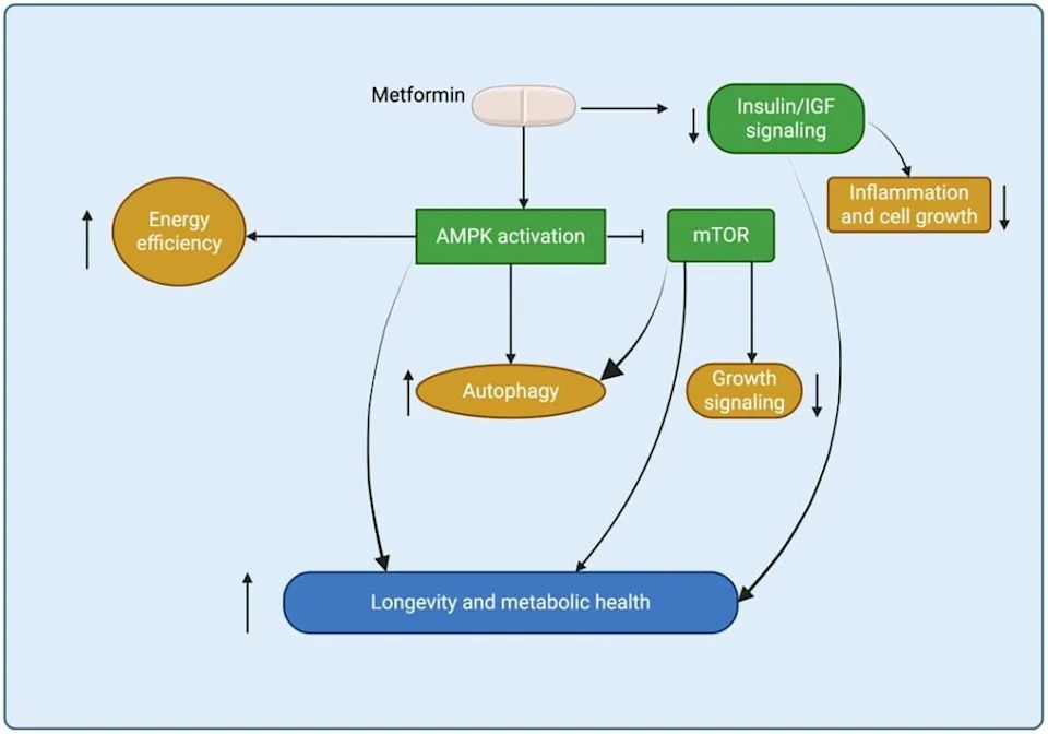 Metformin Kao Mogući 