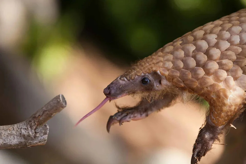 DNK iz 1836. Potvrdio: Himalajski pangolin vraćen na ime Manis aurita