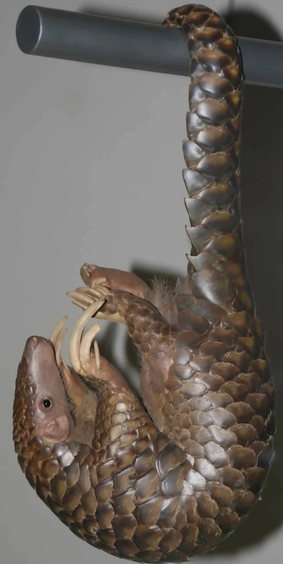 DNK iz 1836. Potvrdio: Himalajski pangolin vraćen na ime Manis aurita