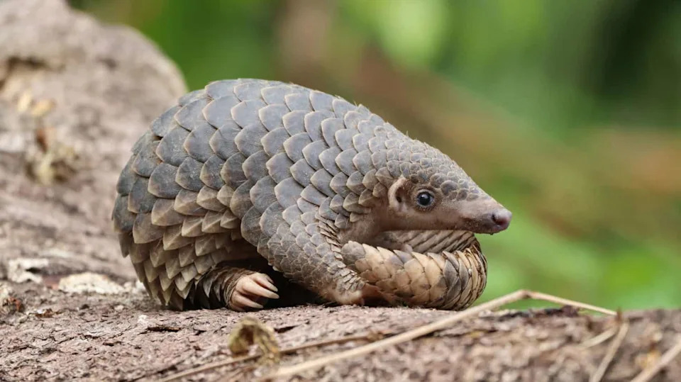 DNK iz 1836. Potvrdio: Himalajski pangolin vraćen na ime Manis aurita