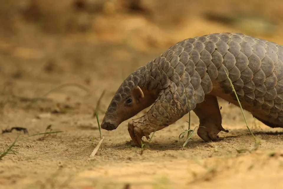 DNK iz 1836. Potvrdio: Himalajski pangolin vraćen na ime Manis aurita