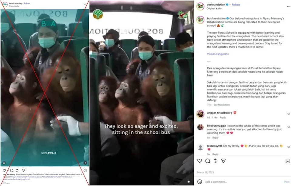 Video Nije Evakuacija Orangutana zbog Požara — Prikazuje Premještanje U Centar Za Rehabilitaciju