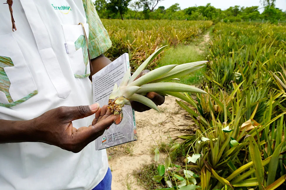 Ananas U Sahelu: Kako Farmer Iz Burkine Faso Dokazuje Da Je Uzgoj Moguć I Isplativ