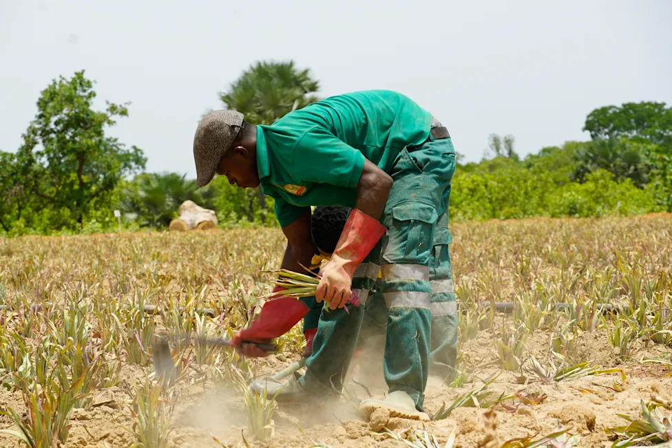 Ananas U Sahelu: Kako Farmer Iz Burkine Faso Dokazuje Da Je Uzgoj Moguć I Isplativ