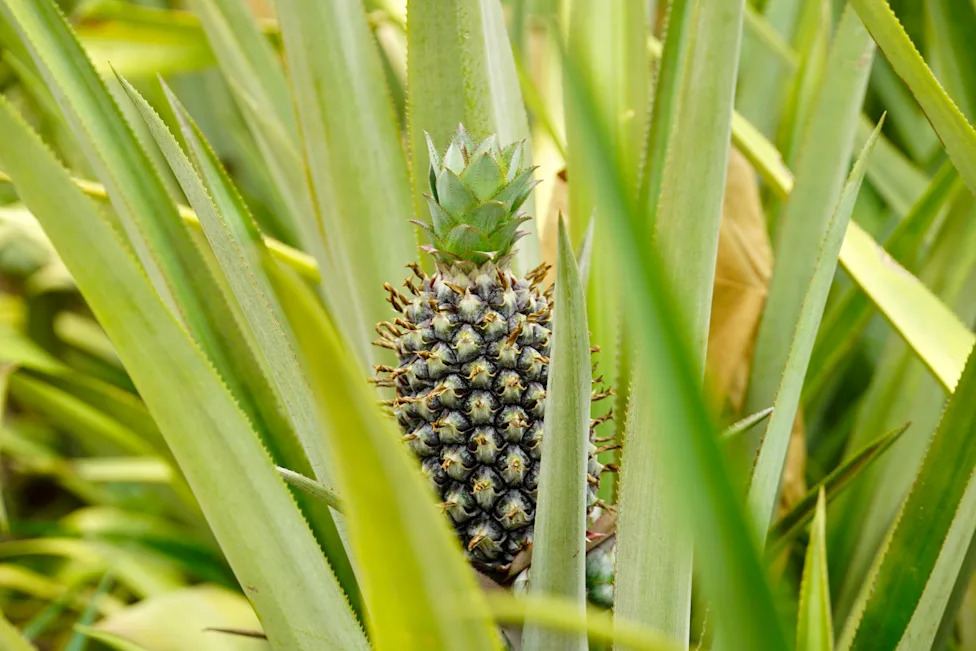 Ananas U Sahelu: Kako Farmer Iz Burkine Faso Dokazuje Da Je Uzgoj Moguć I Isplativ