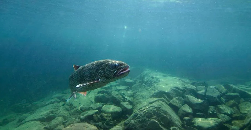 AquaSale: Kako online kupovina može da pomogne u borbi protiv invazivnih slatkovodnih vrsta