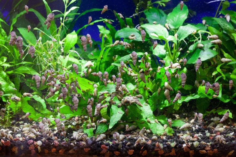 AquaSale: Kako online kupovina može da pomogne u borbi protiv invazivnih slatkovodnih vrsta