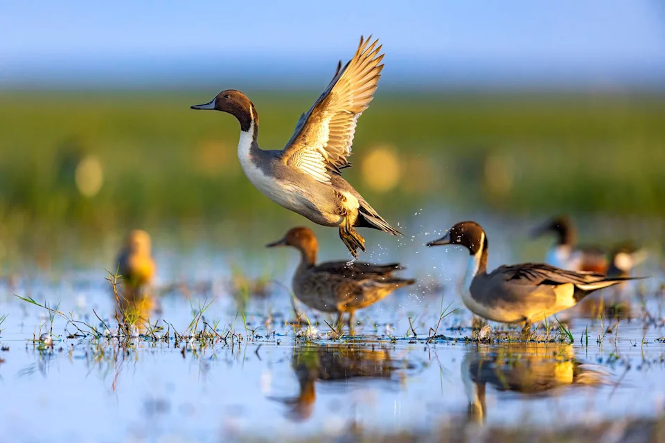 Mallardi, Pintaili i Blue‑Winged Teal U Padu: USFWS Izveštaj Pokazuje Severni Pomak Gnežđenja
