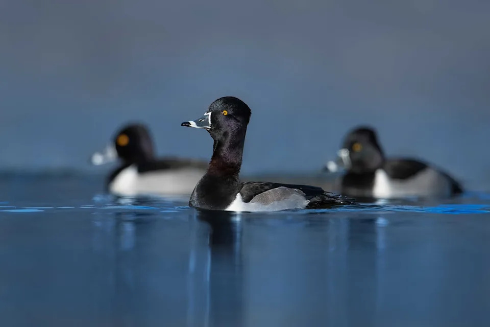 Mallardi, Pintaili i Blue‑Winged Teal U Padu: USFWS Izveštaj Pokazuje Severni Pomak Gnežđenja