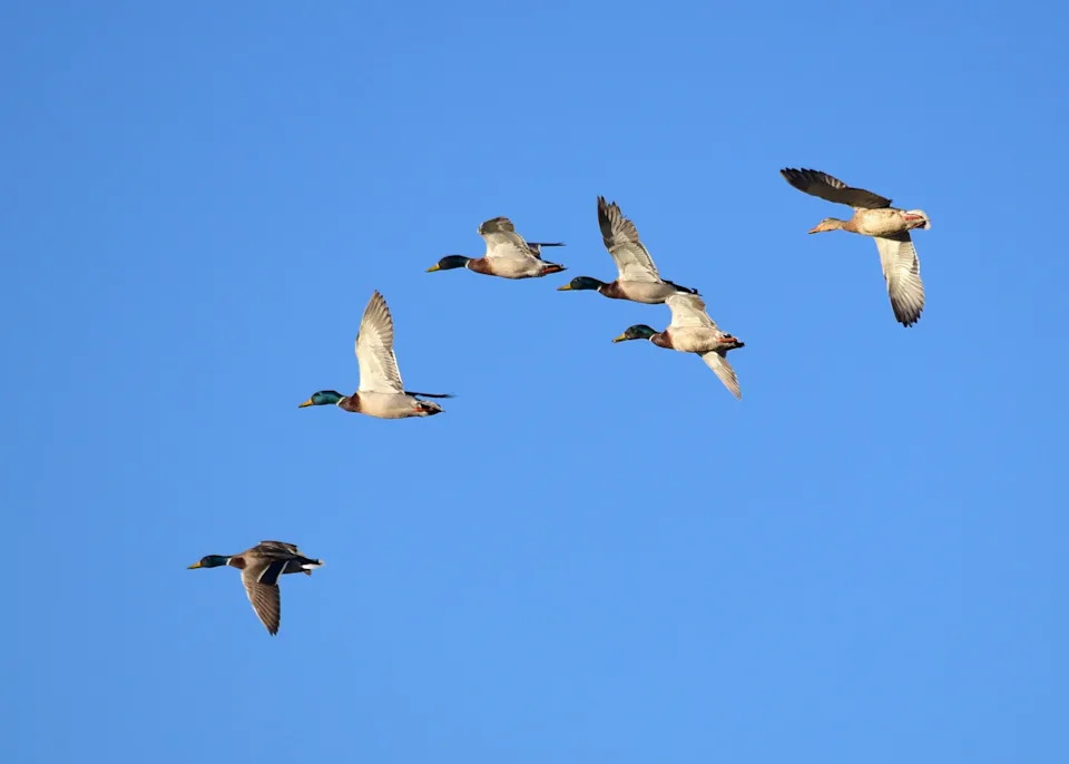 Mallardi, Pintaili i Blue‑Winged Teal U Padu: USFWS Izveštaj Pokazuje Severni Pomak Gnežđenja