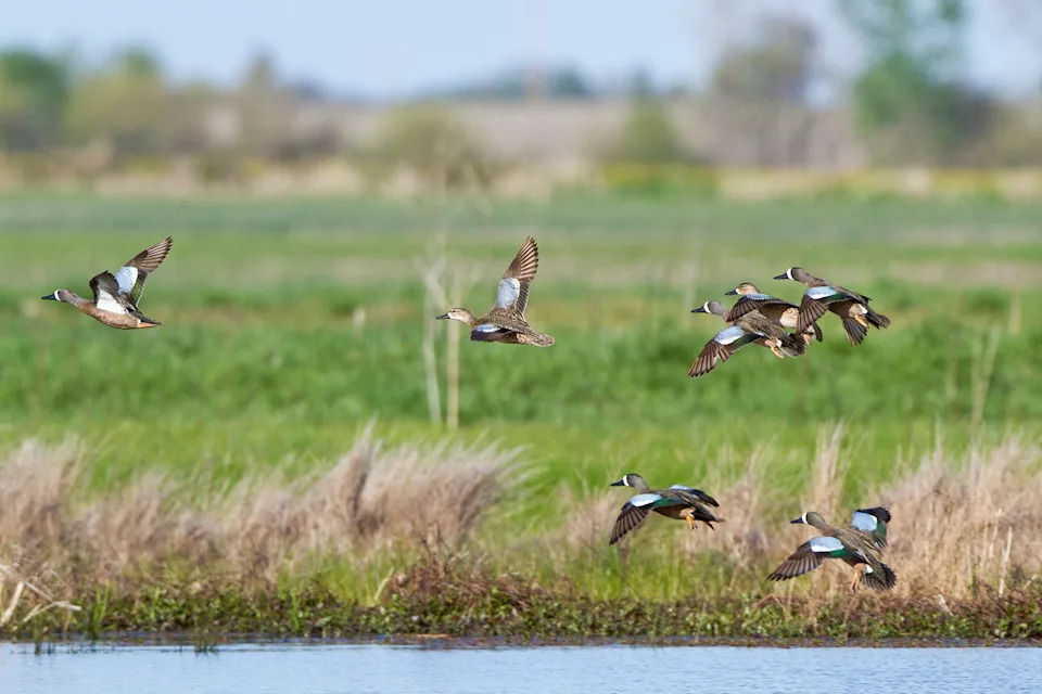 Mallardi, Pintaili i Blue‑Winged Teal U Padu: USFWS Izveštaj Pokazuje Severni Pomak Gnežđenja