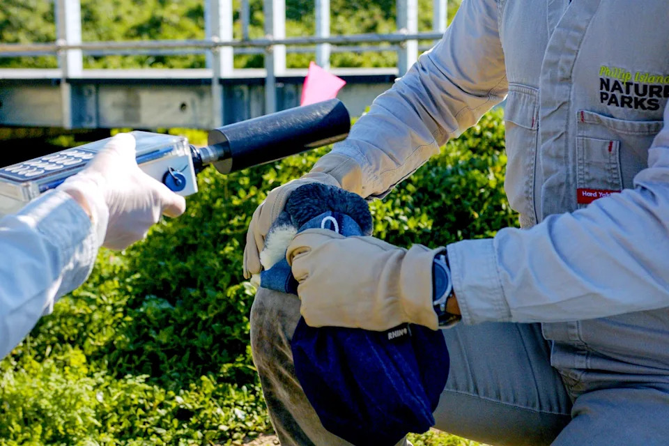 Australija vakciniše male pingvine protiv H5N1; antivakserske laži se šire