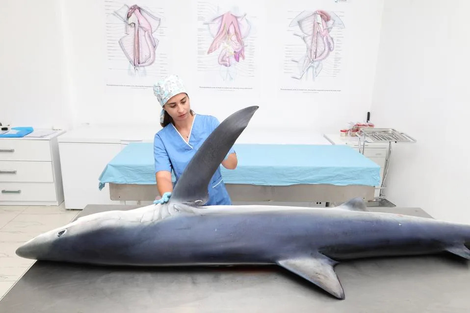 Jadransko more kao skriveno žarište ajkula i raža koje menja naučna saznanja