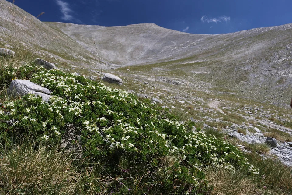 Zašto se planine zazelenjuju, a alpske vrste nestaju? Nova studija otkriva skriveni talas izumiranja