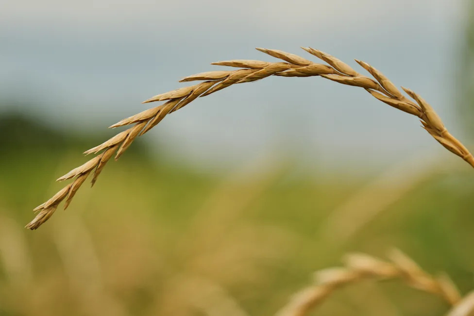 Trajne žitarice kao odbrana od ekstremnih vremenskih uslova — šta Kernza znači za farmere u Kanzasu