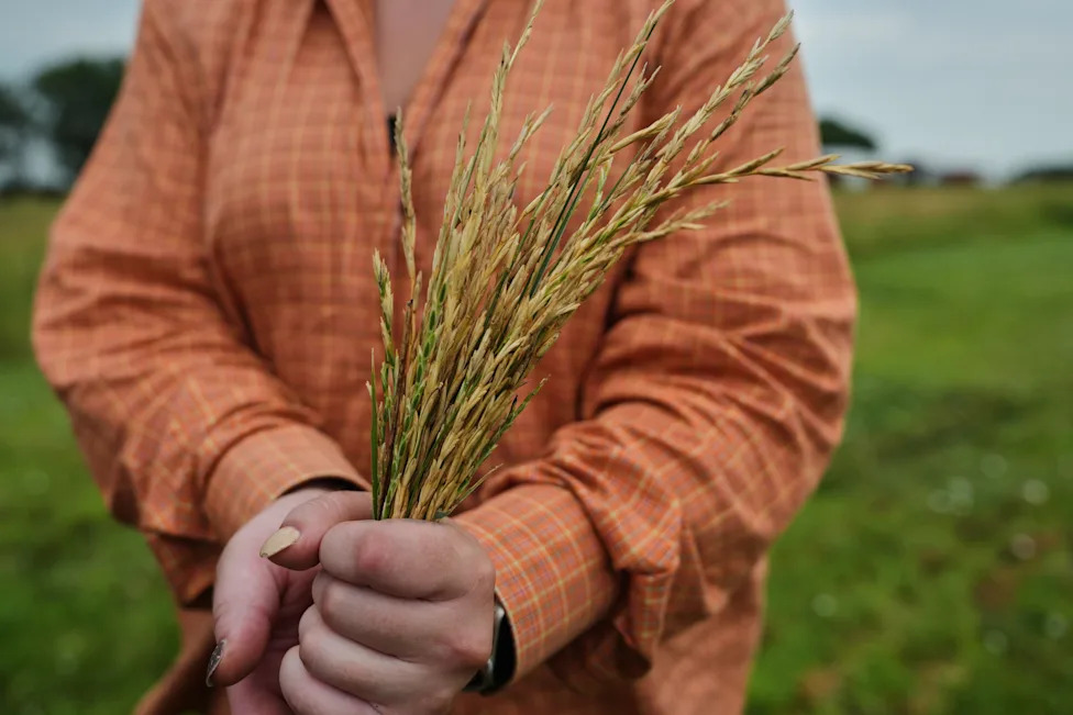Trajne žitarice kao odbrana od ekstremnih vremenskih uslova — šta Kernza znači za farmere u Kanzasu