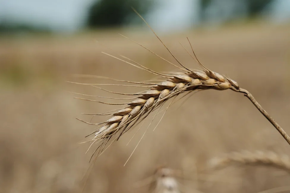 Trajne žitarice kao odbrana od ekstremnih vremenskih uslova — šta Kernza znači za farmere u Kanzasu