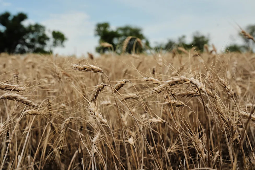 Trajne žitarice kao odbrana od ekstremnih vremenskih uslova — šta Kernza znači za farmere u Kanzasu