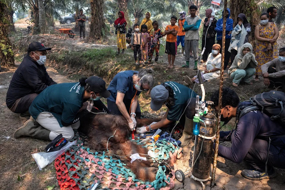 Požari u Indoneziji: Preko 50.000 respiratornih infekcija dok El Niño pogoršava krizu